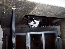 katt